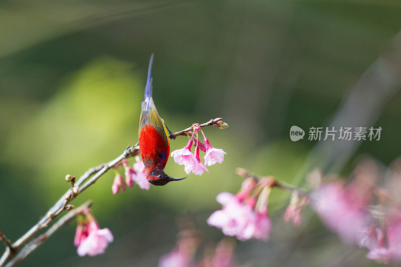 太阳鸟:成年雄性古尔德夫人太阳鸟(Aethopyga gouldiae)